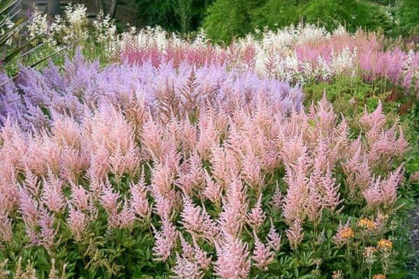 Astilbes