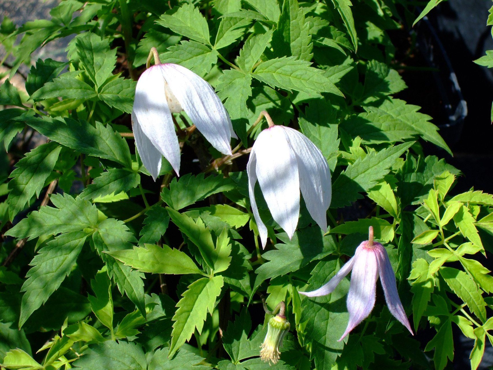 Atragene alpina Alpu atragene