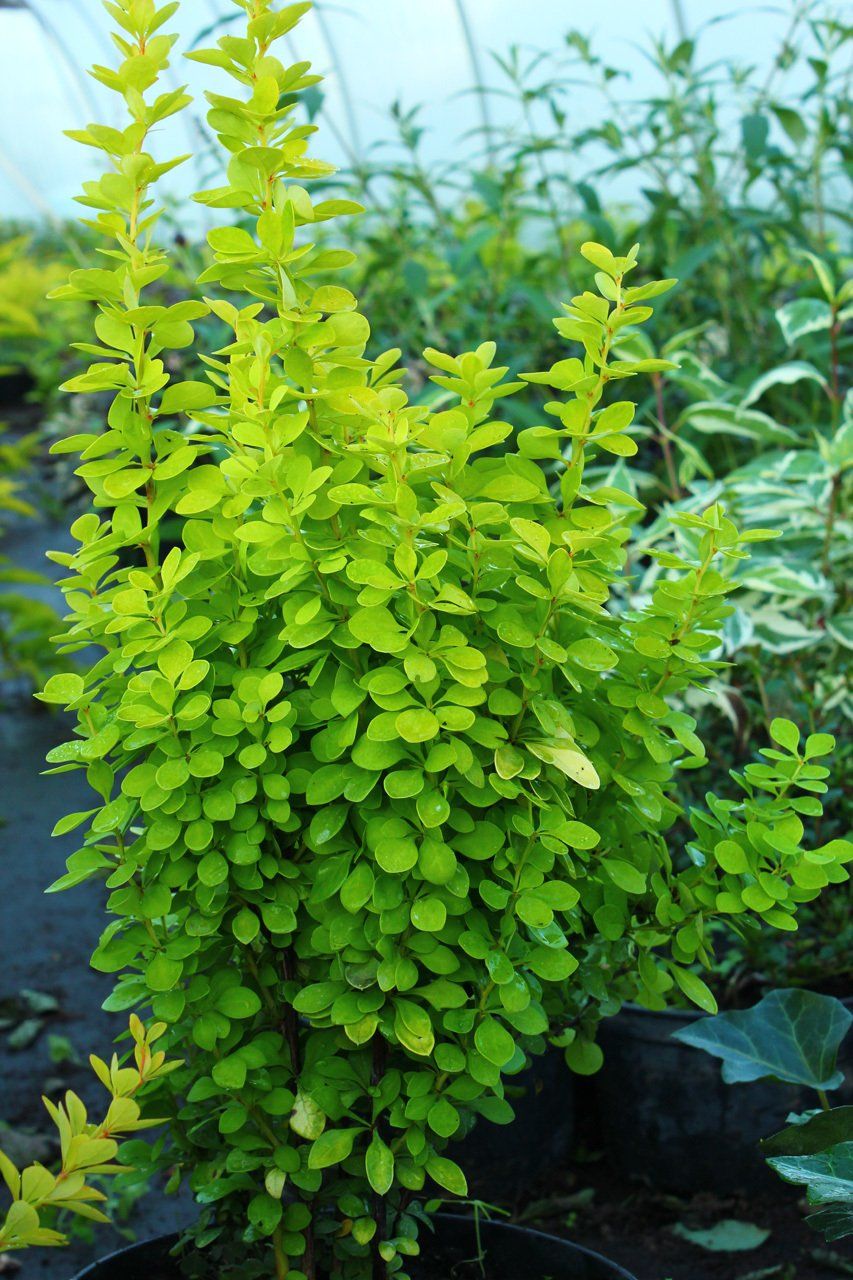 Berberis Thunbergii Golden Torch Tunberga bārbele
