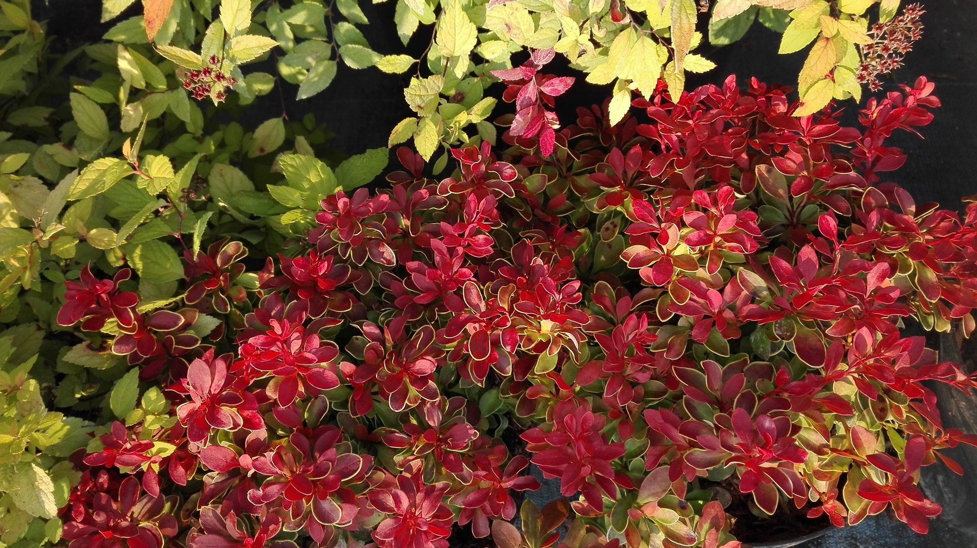 Berberis thunbergii 'Admiration' Tunberga bārbele