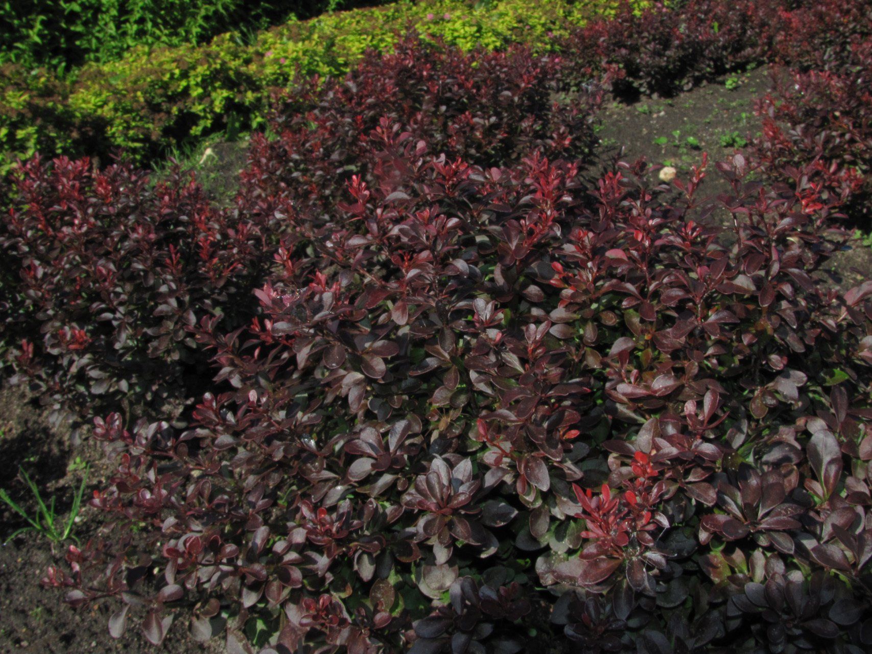 Berberis thunbergii Atropurpurea Nana