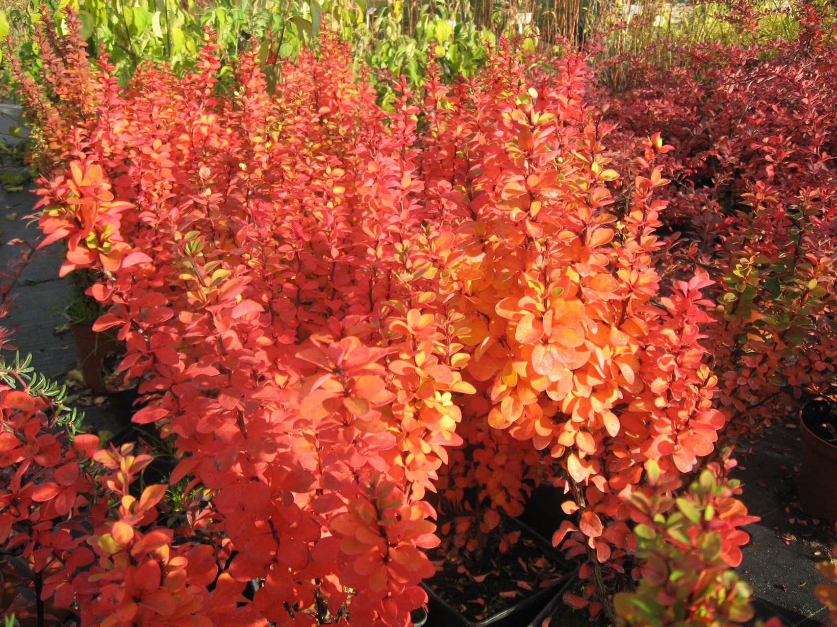 Berberis thunbergii Erecta Tunberga bārbele (rudenī)