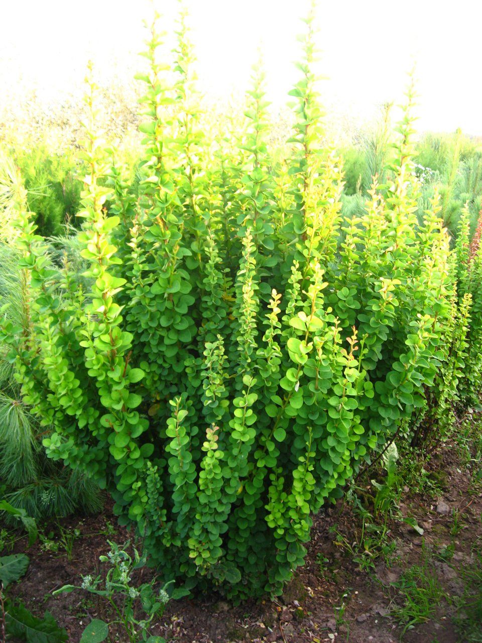 Berberis thunbergii Erecta