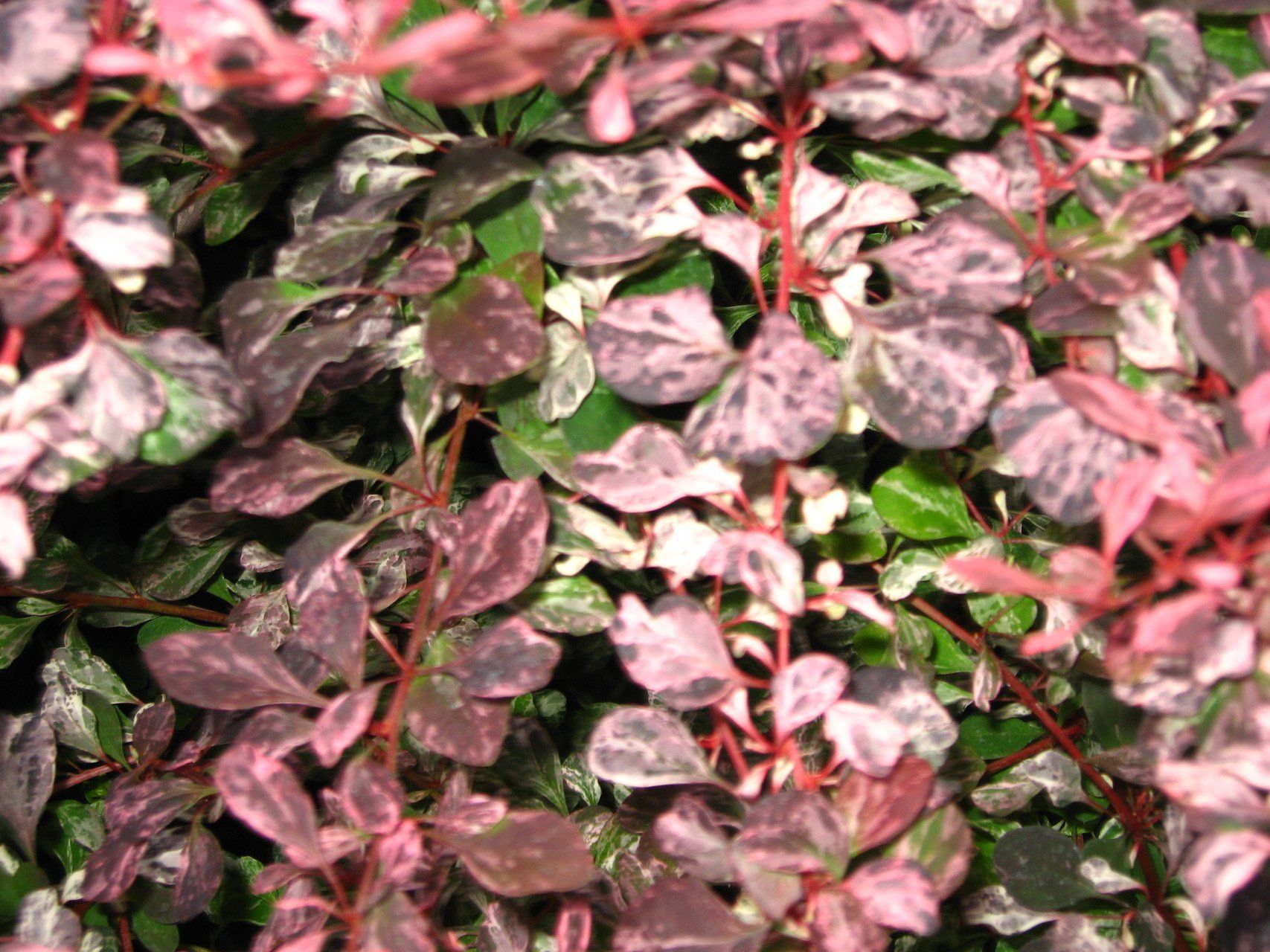 Berberis thunbergii Pink Atraktion