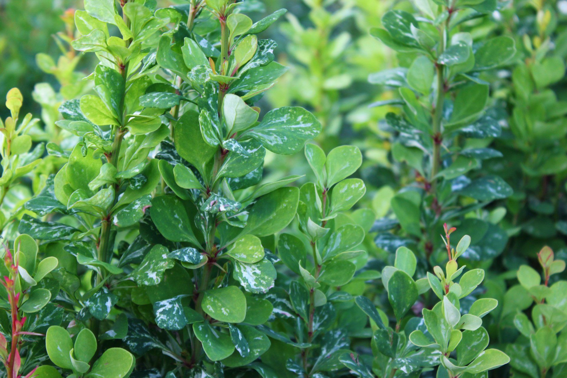 Berberis thunbergii Powwow Tunberga bārbele