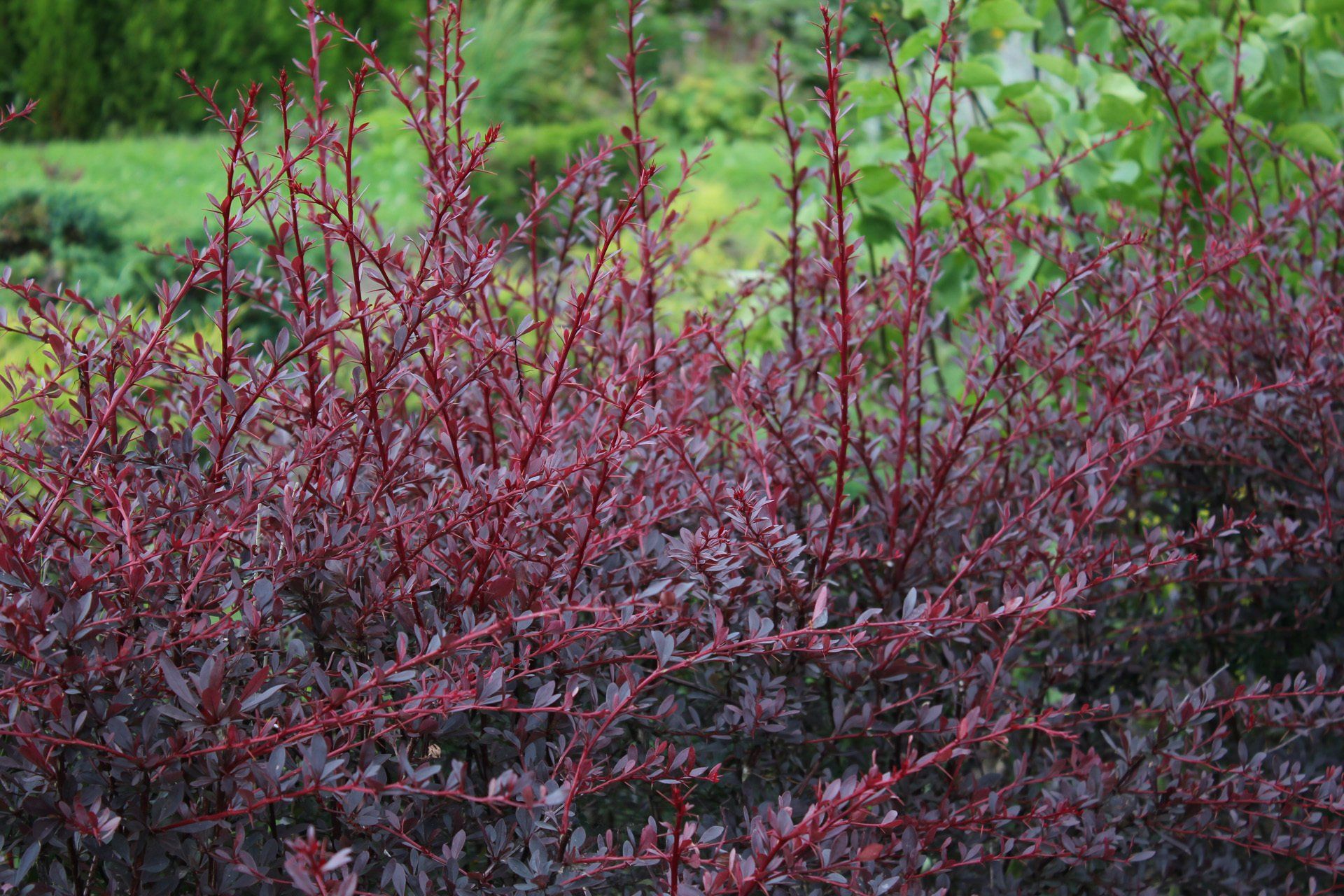 Berberis thunbergii Red Chief Tunberga bārbele