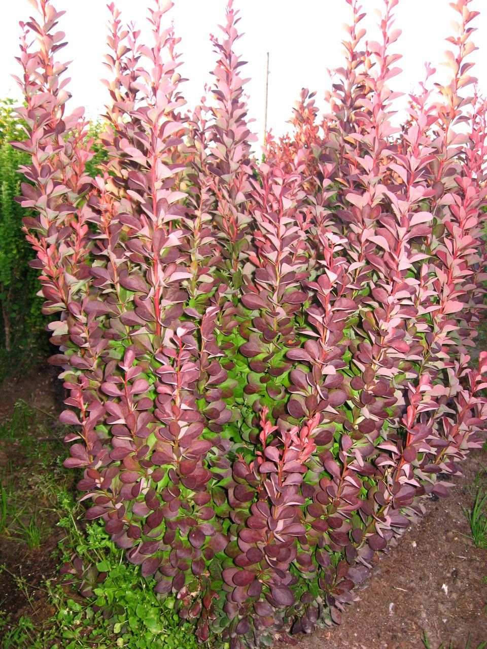 Berberis thunbergii Red Pilar