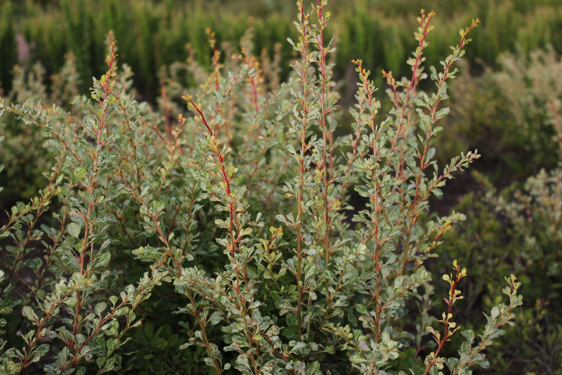 Berberis thunbergii Silver Beauty Tunberga bārbele