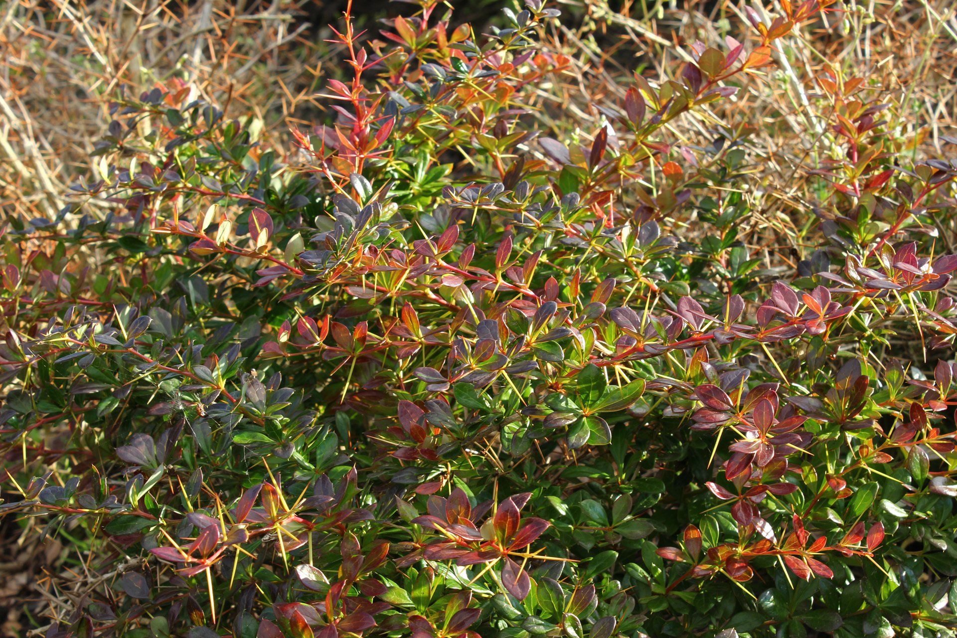 Berberis x media Red jevel Videja bārbele