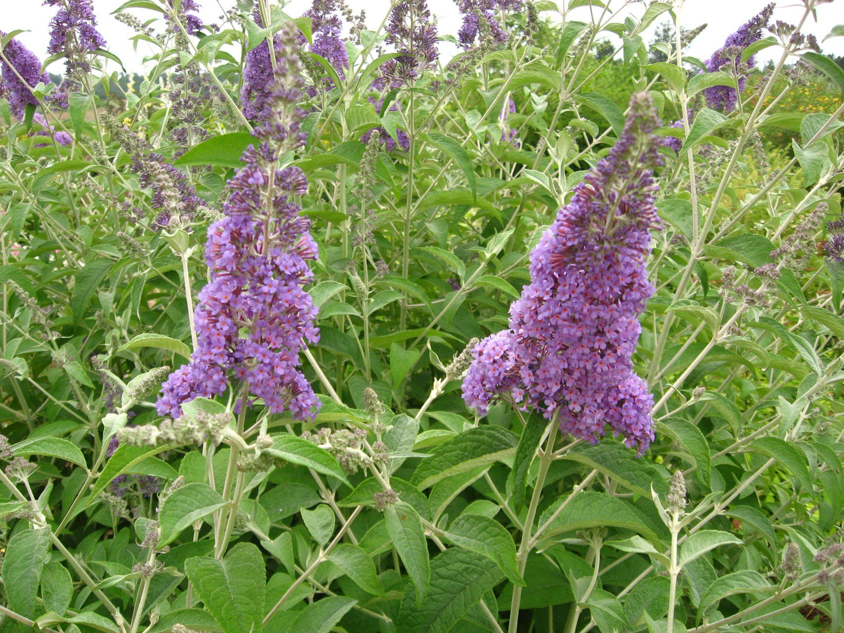 Buddlea davidii