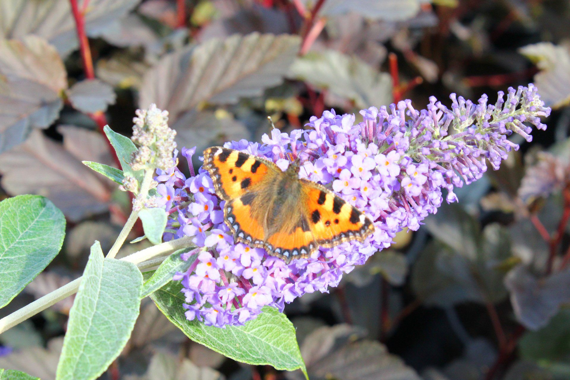 Buddleia davidii Nanho Purple Budleja dāvida