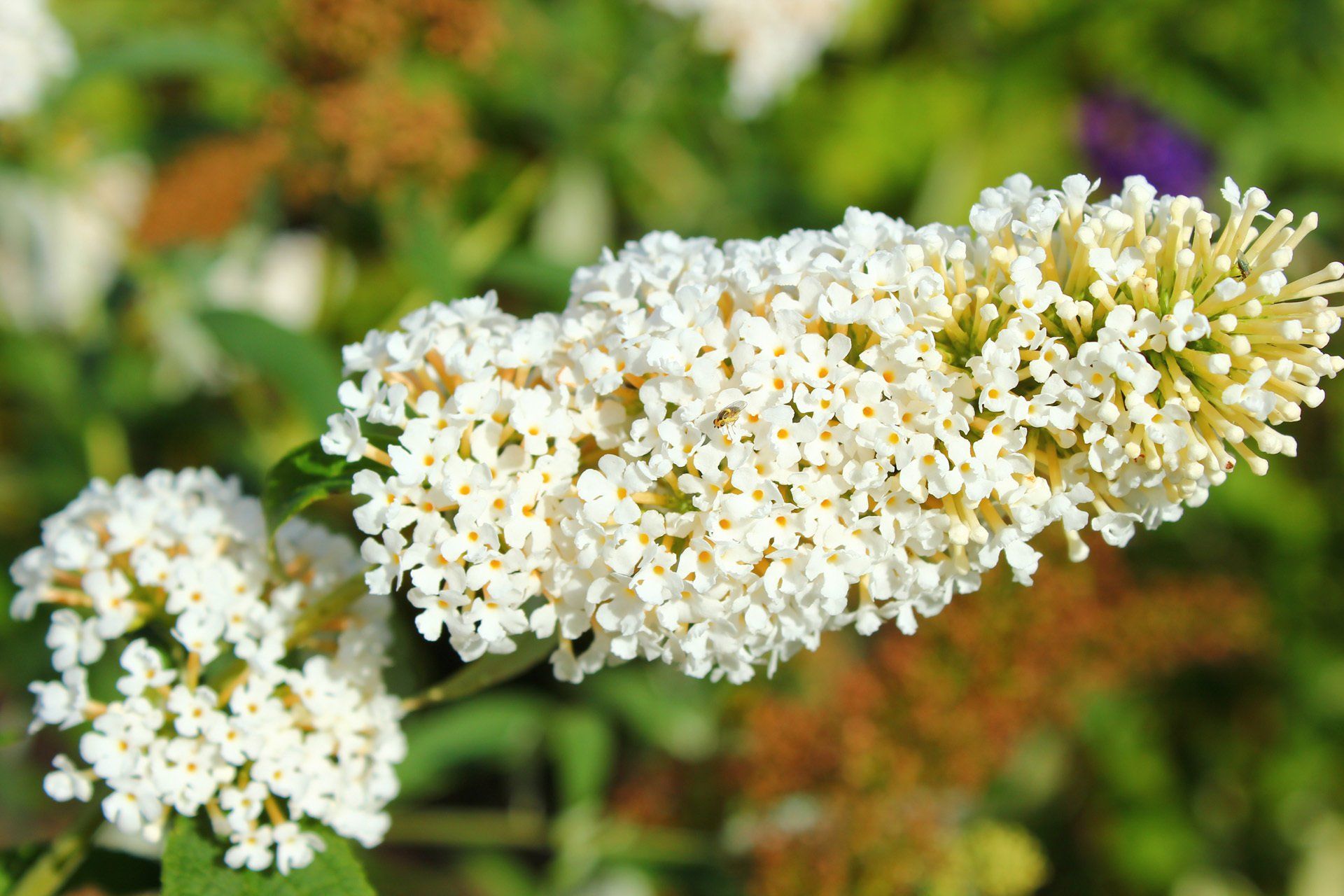 Buddleia davidii White Profusion Budleja dāvida