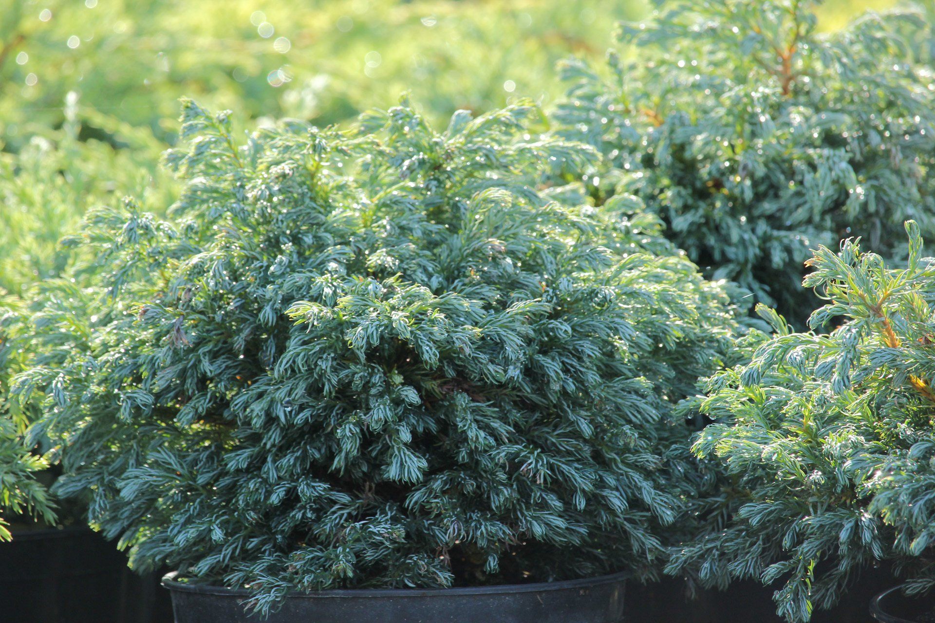 Chamaecyparis pisifera Boulevard- zirņu paciprese