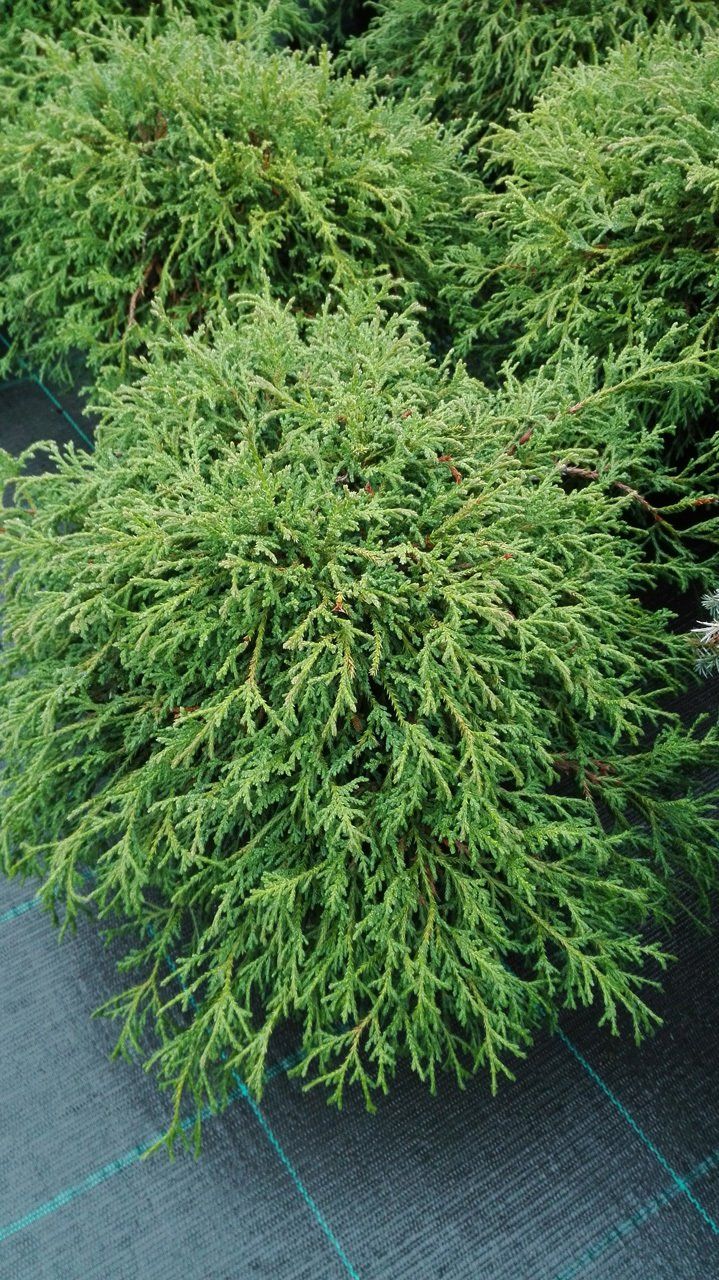 Chamaecyparispisifera FiliferaNana Zirņu paciprese