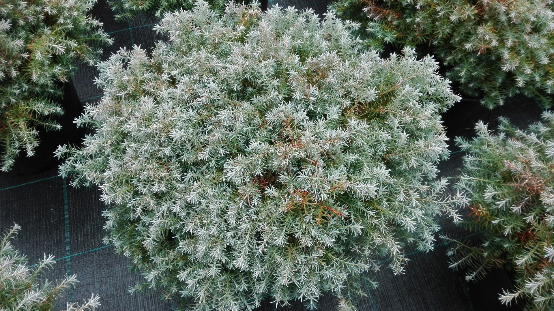 Chamaecyparispisifera Lombartsii zirņu paciprese