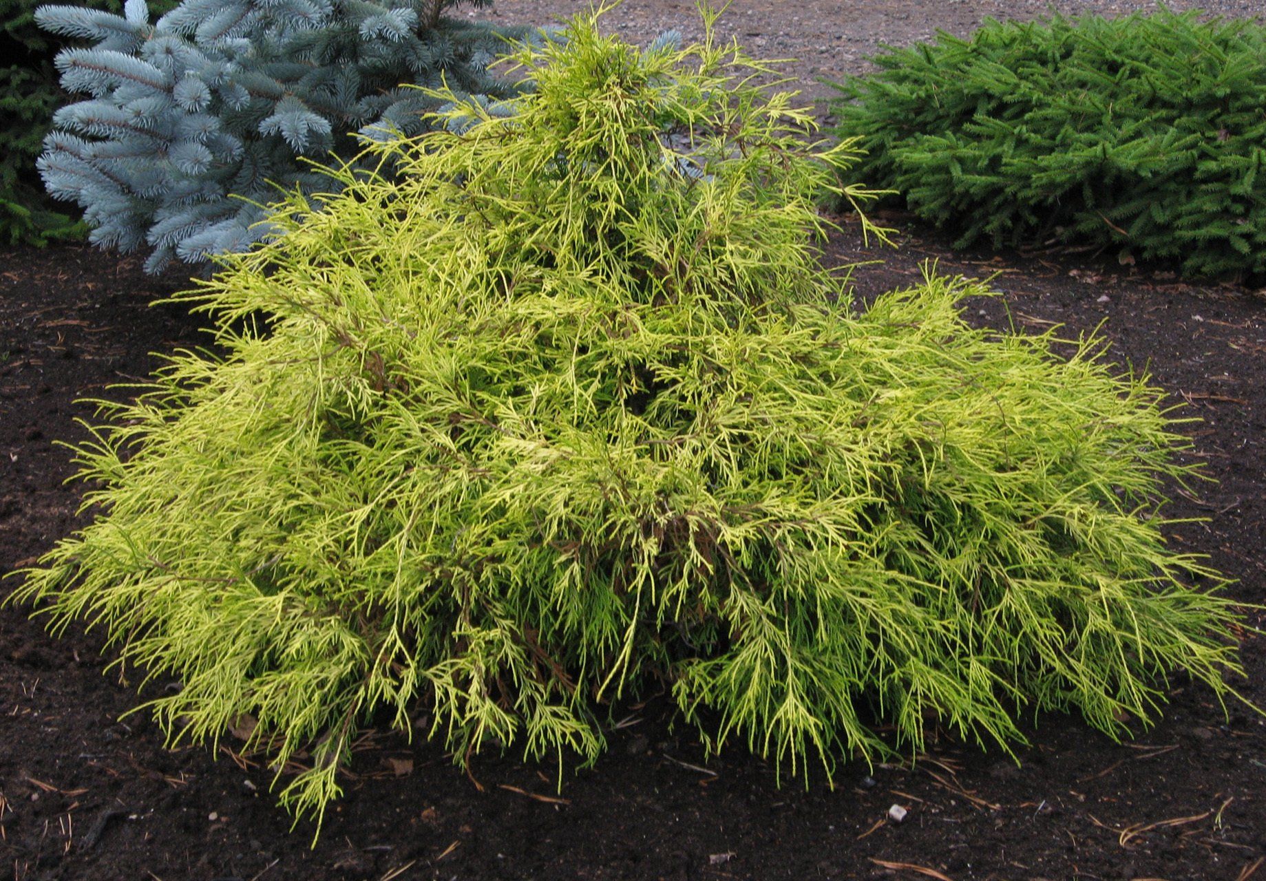 Chamaecyparispisifera Filifera Aurea zirņu paciprese
