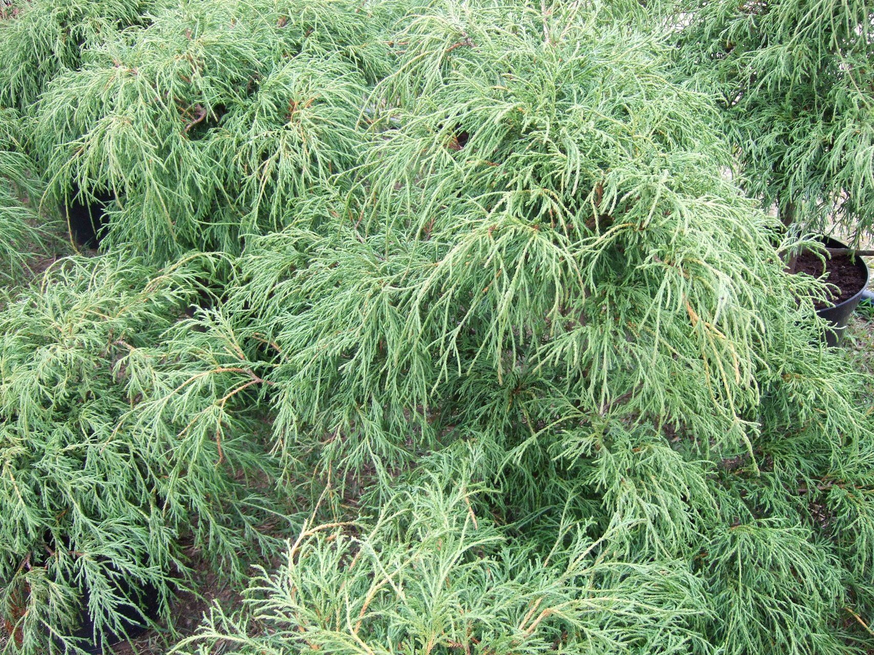 Chamaecyparispisifera Filifera Nana Zirņu paciprese