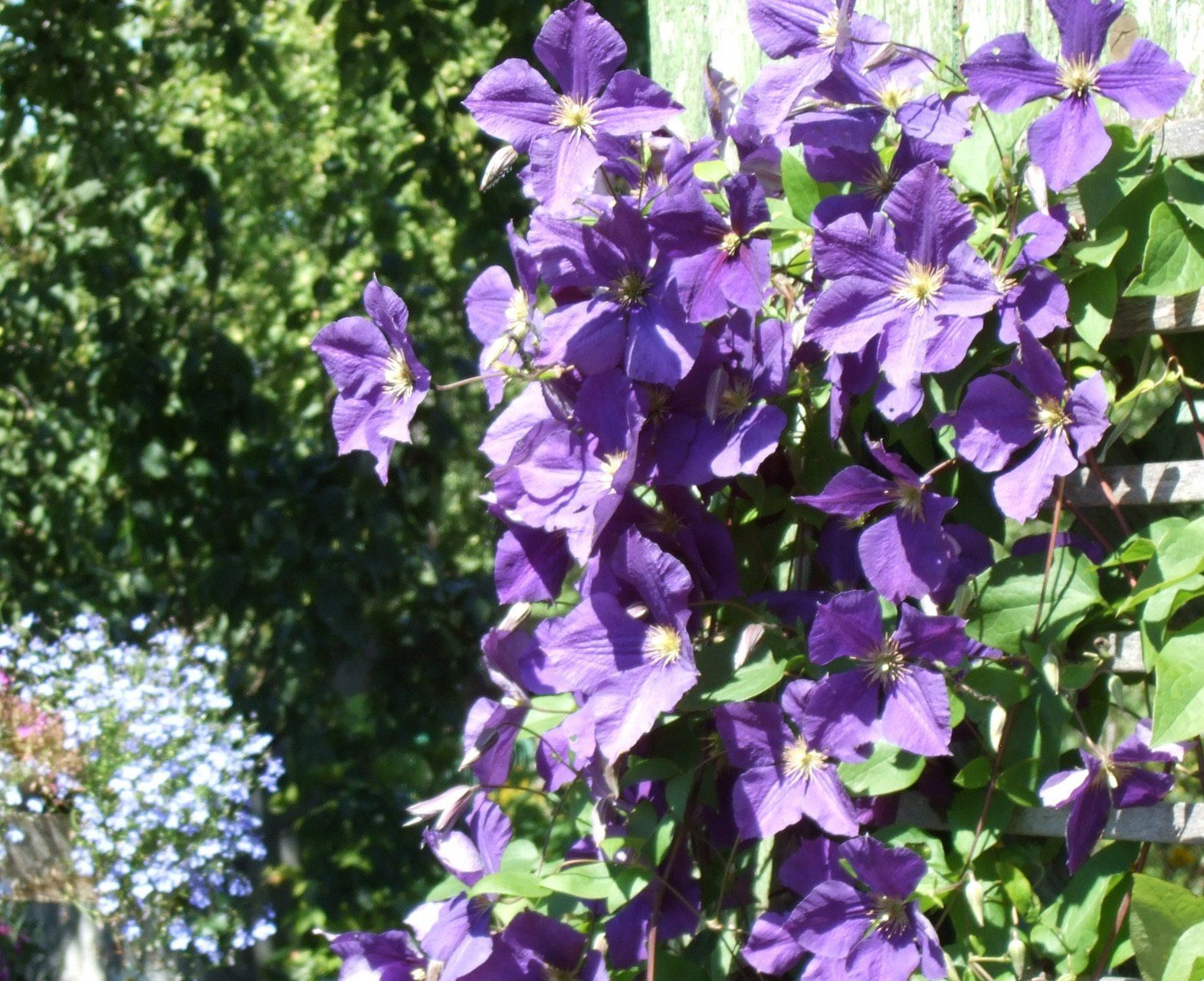 Clematis Mezviteniis
