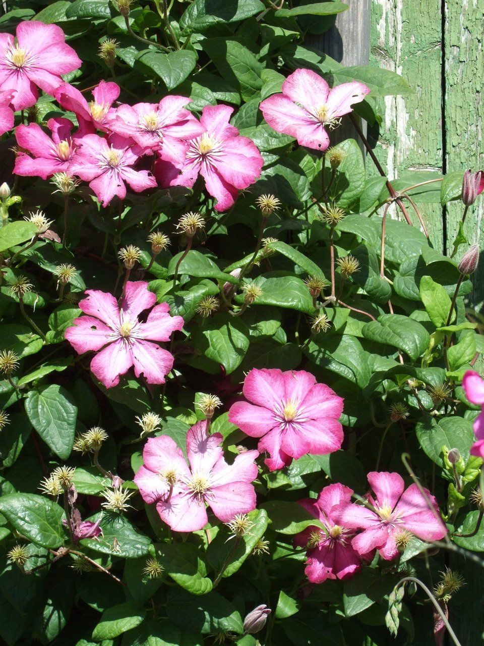 Clematis Mežvītenis