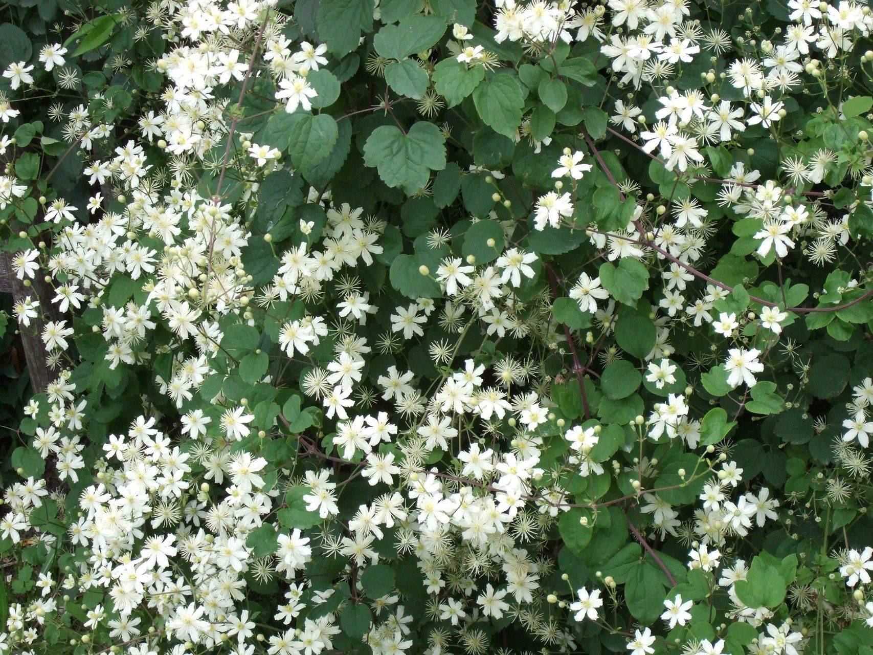 Clematis fargesii Farza mežvītenis