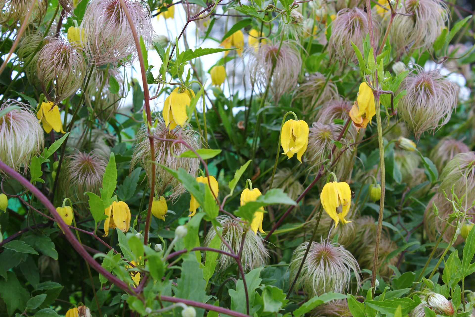 Clematis tangutica Tangūtijas mežvītenis