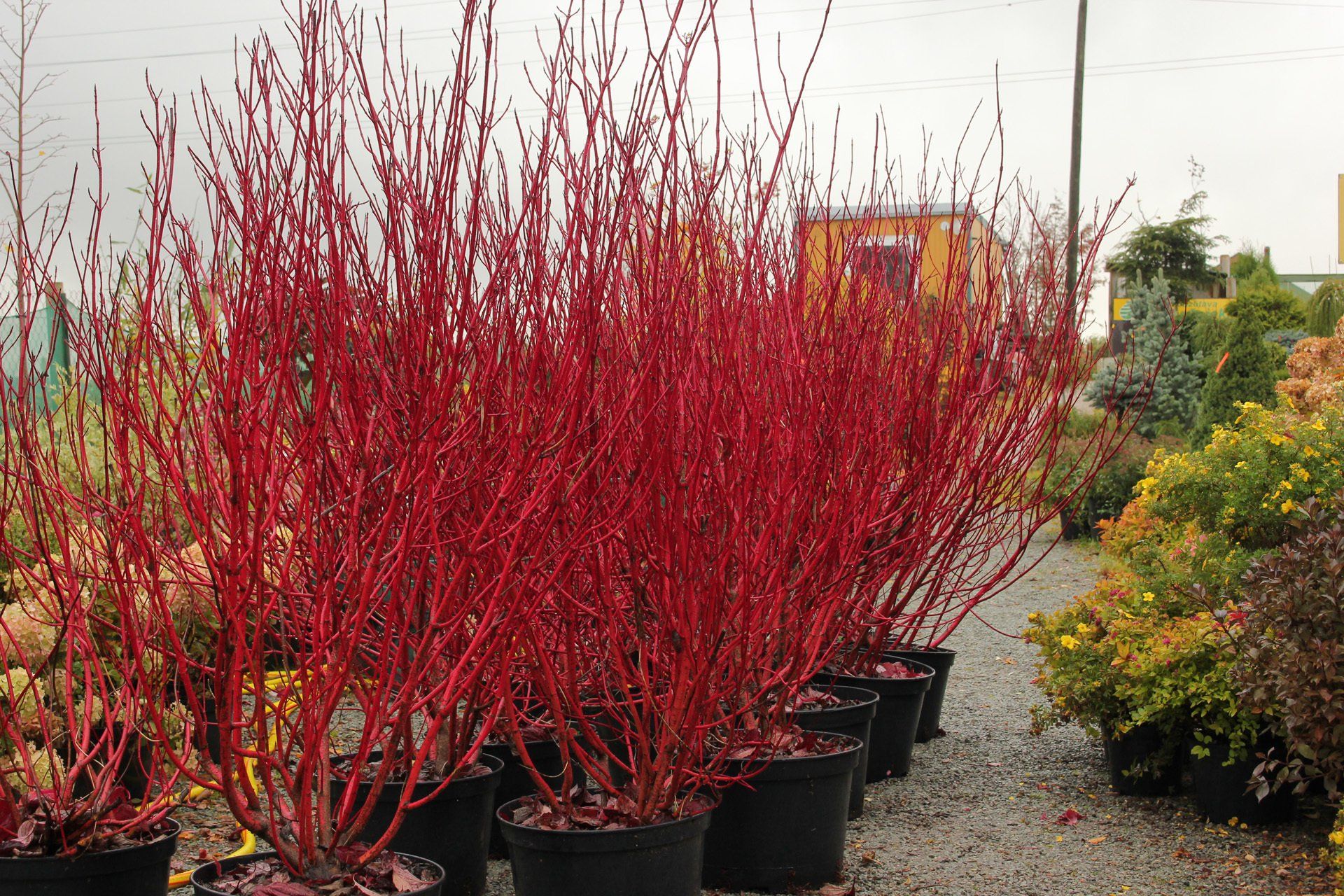 Cornus alba 'Sibirica' Baltais grimonis