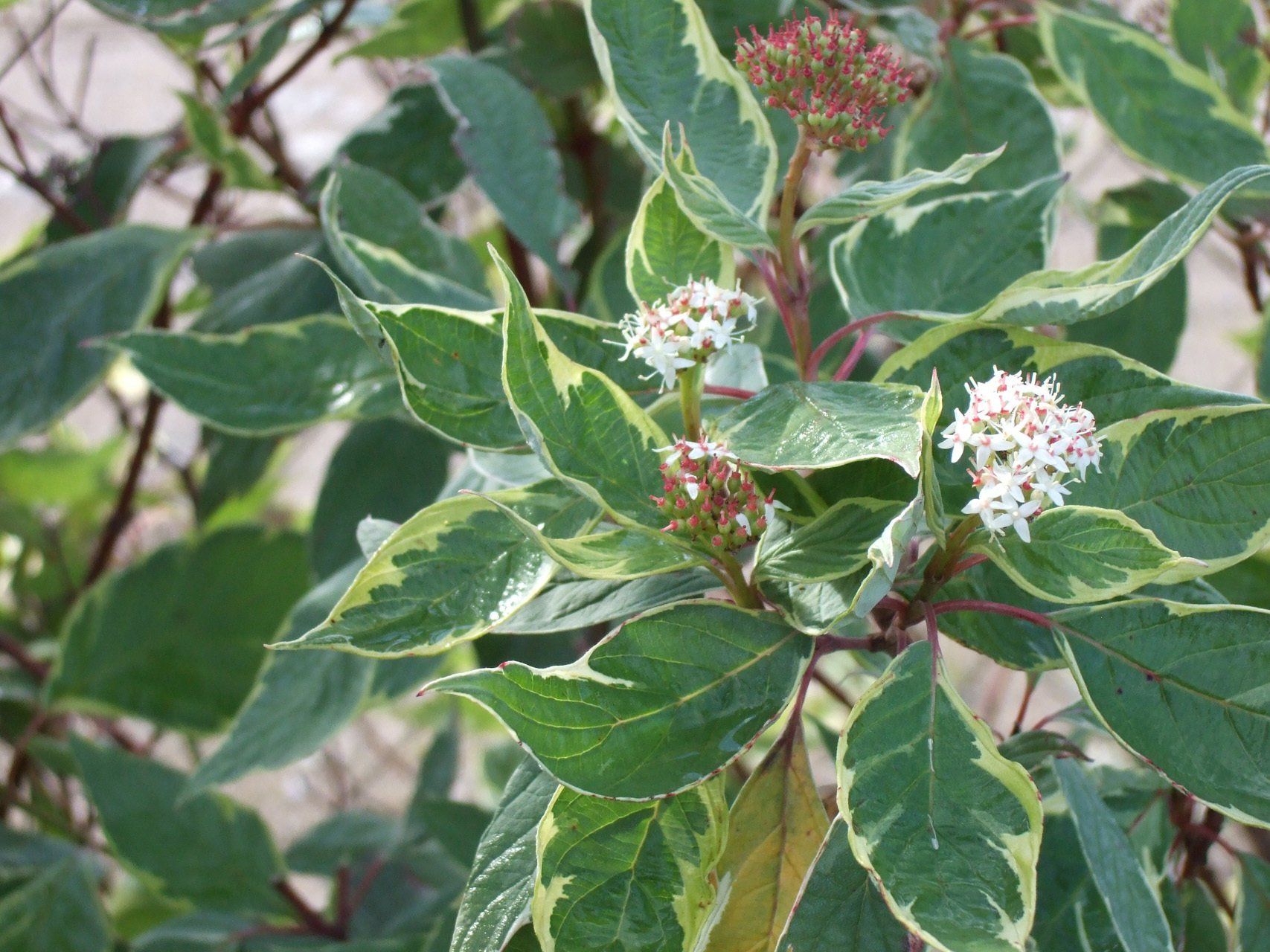 Cornus alba Argenteomarginata Baltais grimonis