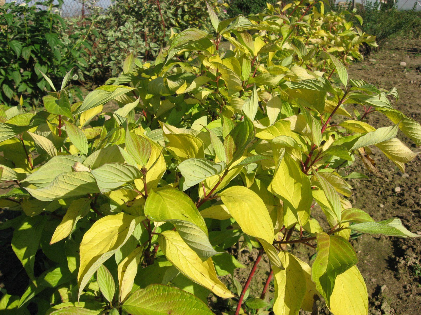 Cornus alba Aurea Baltais grimonis