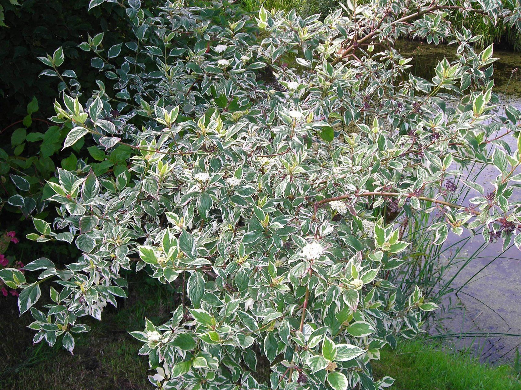 Cornus alba Elegantissima Baltais grimonis
