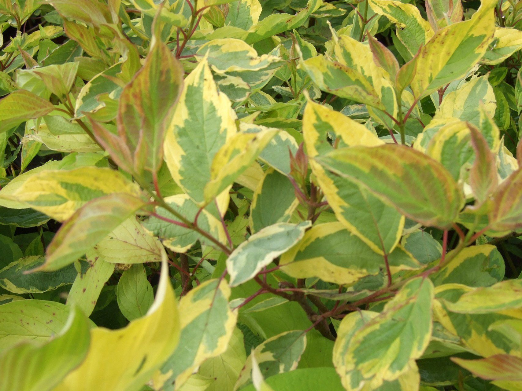 Cornus alba Gouchaultii Baltais grimonis