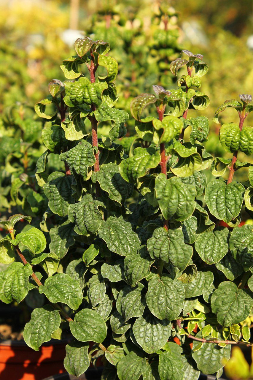 Cornus sanguinea Compressa Asinsarkanais grimonis