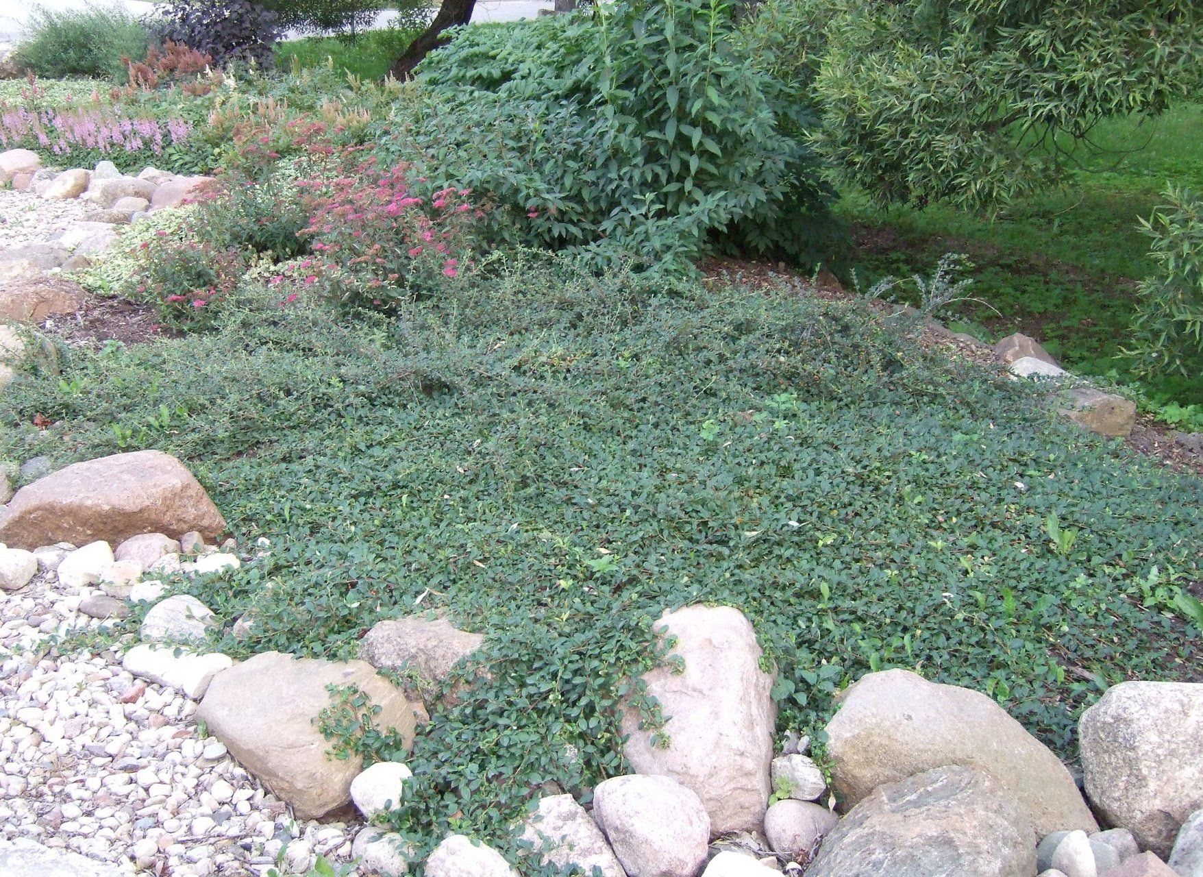 Cotoneaster dammeri Dammera klintene