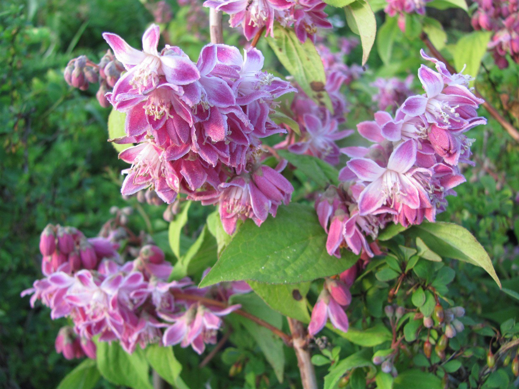 Deutzia gracilis Strawberry Field Deicija