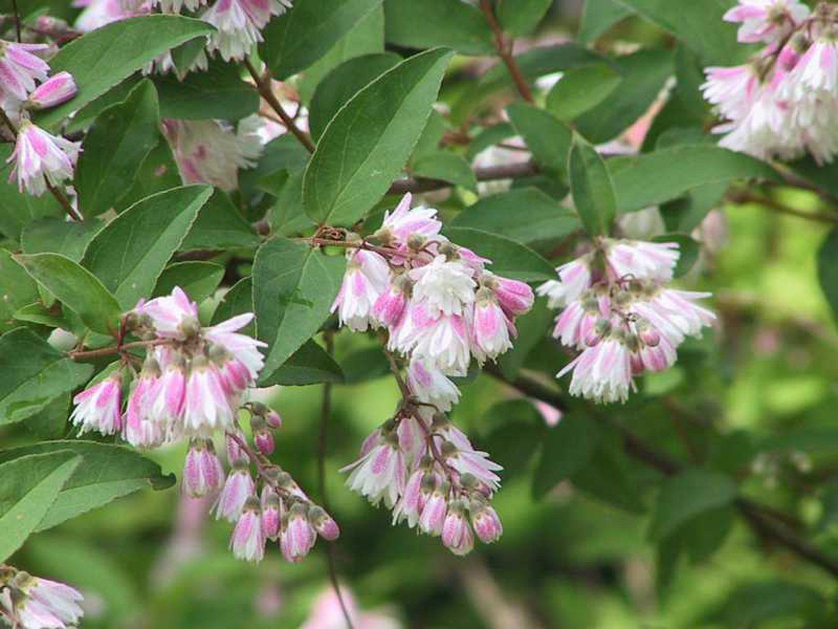 Deutzia scarba Plena Robota deicija