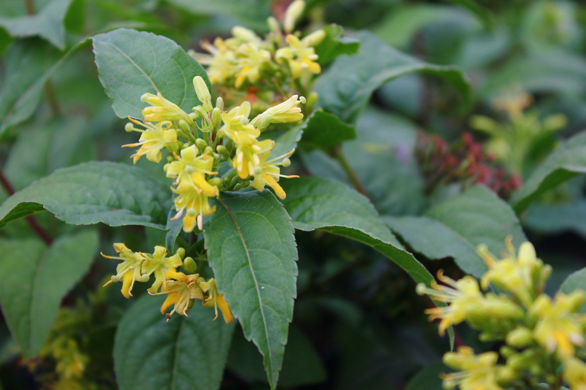 Diervilla sessifolia Sēdlapu djervila