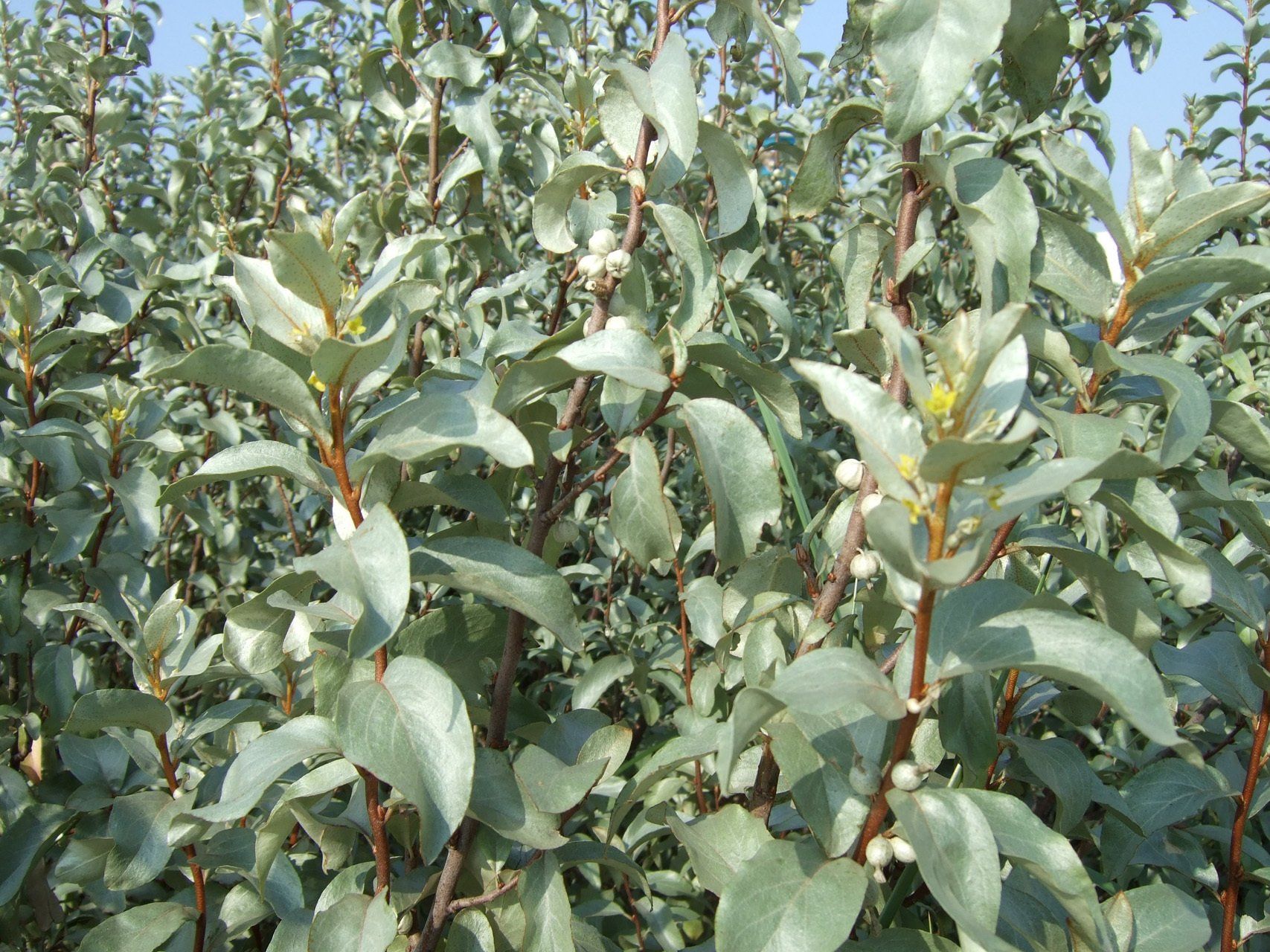 Euonymus fortunei Emerald n Gold Fortina segliņš