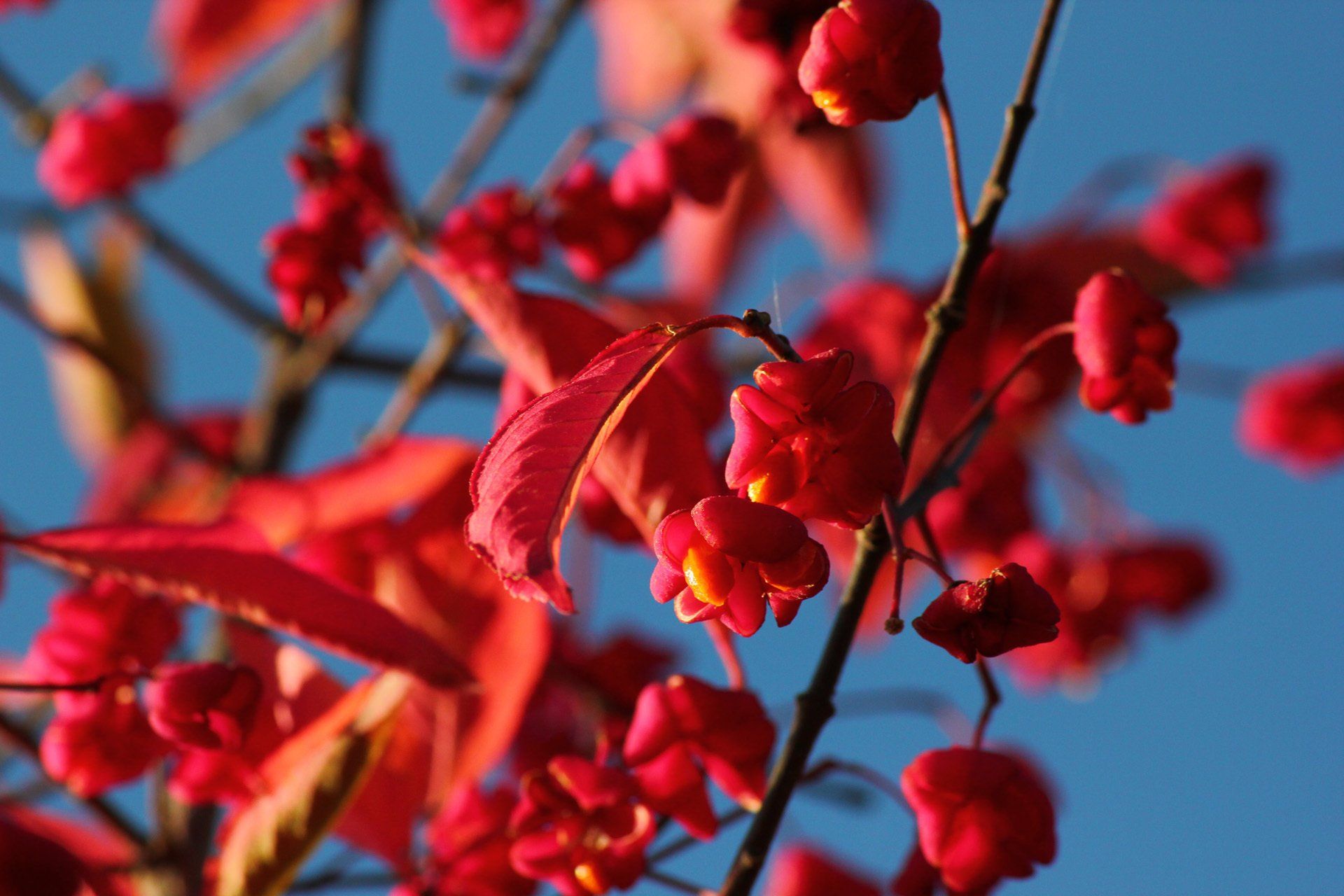 Euonymus europaeus Red Cascade Eiropas segliņš