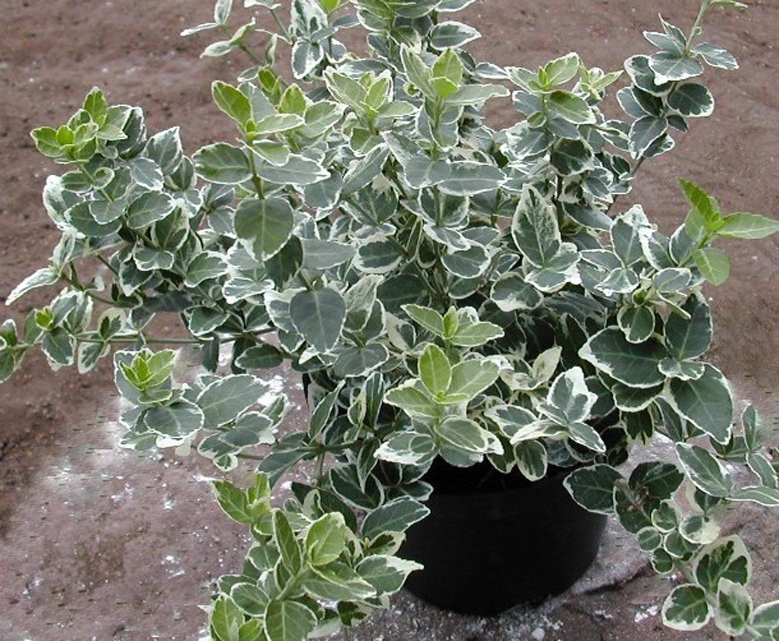 Euonymus fortunei  Emerald Gaiety Fortina segliņš