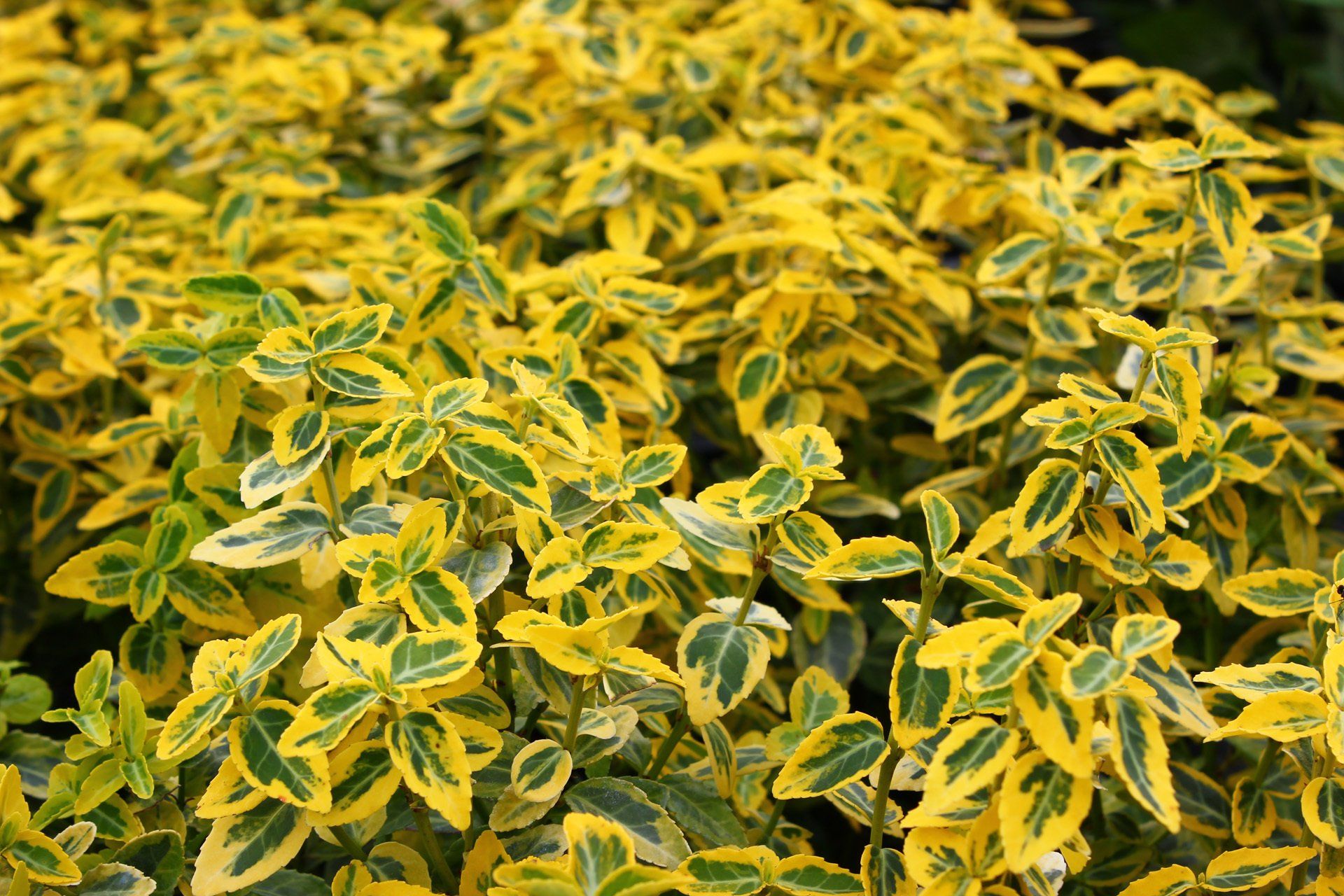 Euonymus fortunei Emerald n Gold Fortina segliņš