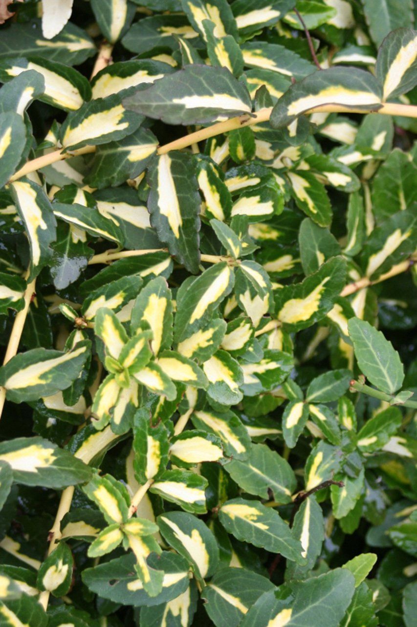 Euonymus_fortunei_Sunspot Fortina segliņš