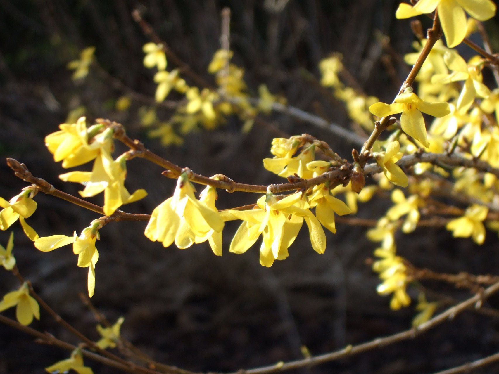 Forsythia ovata Olveida forsītija