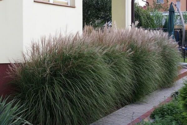 Zemcietes, graudzāles