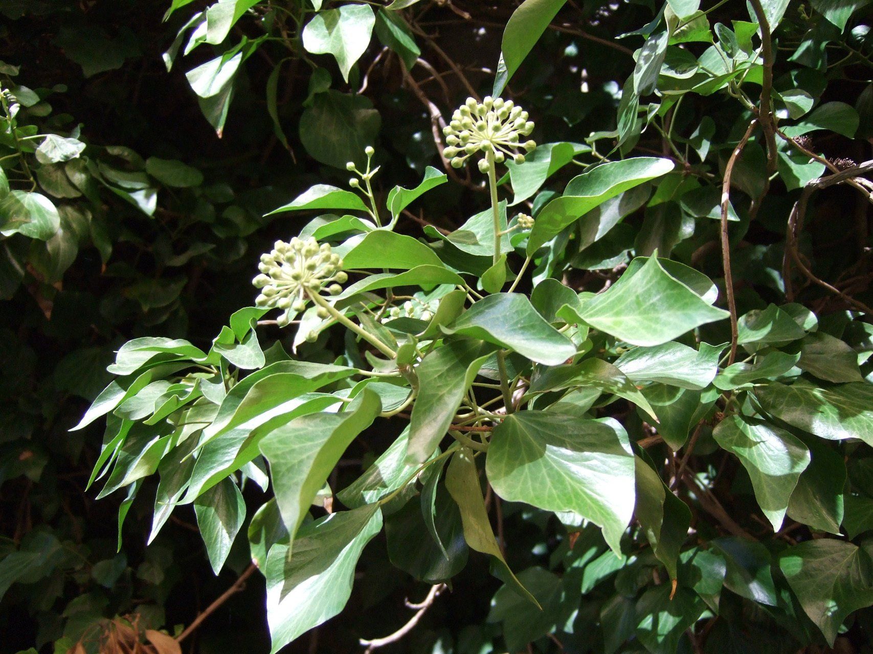 Hedera arborescens Kokveida efeja