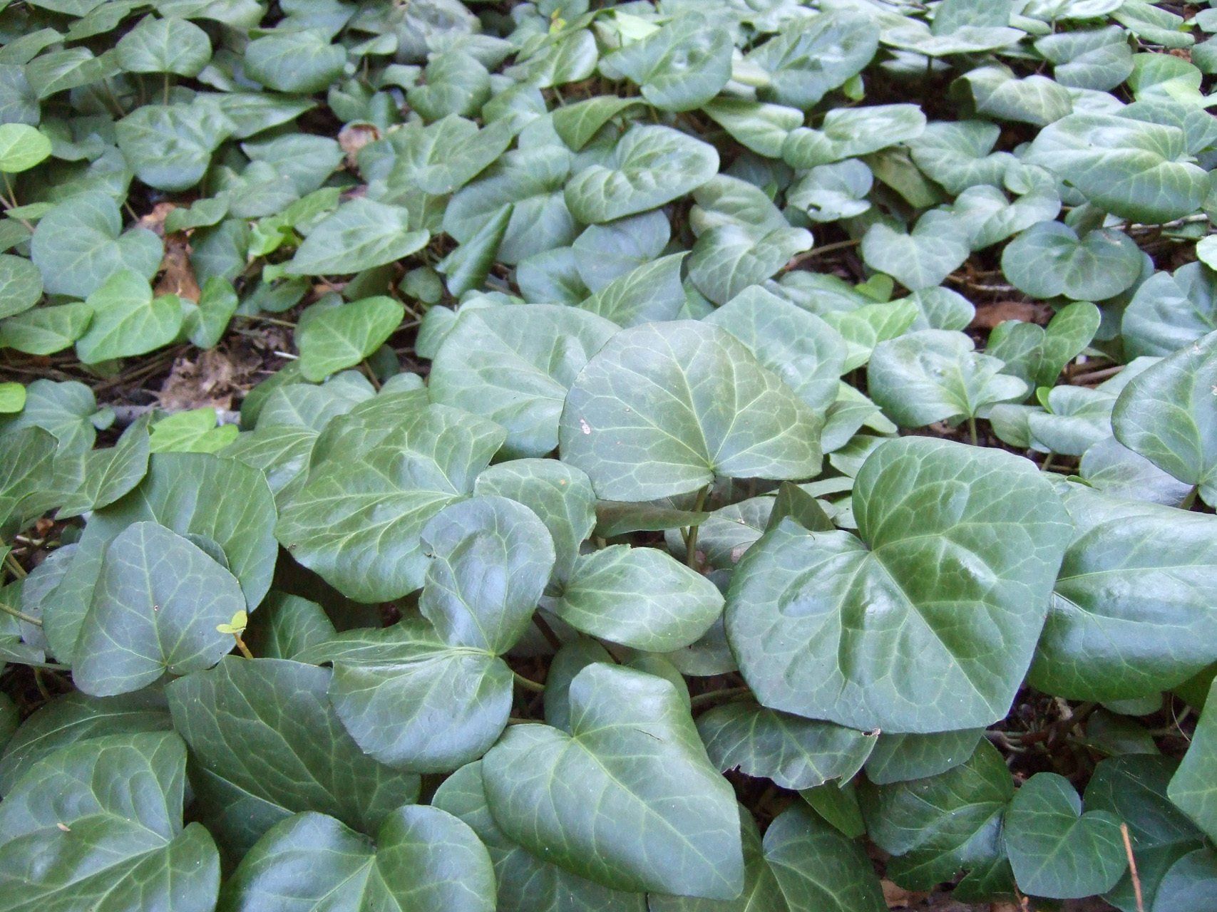 Hedera colchica Kolhidas efeja