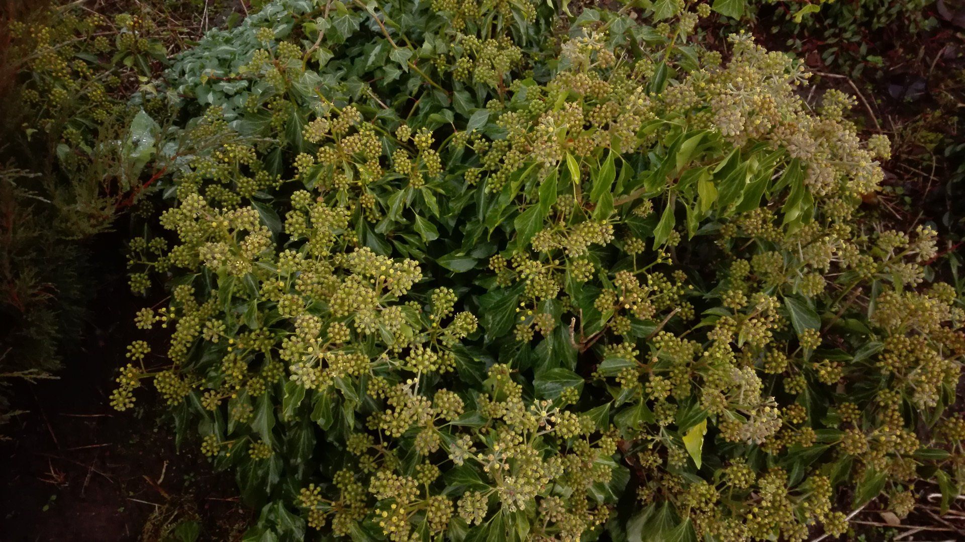 Hedera helix var arborescens kokveida efeja