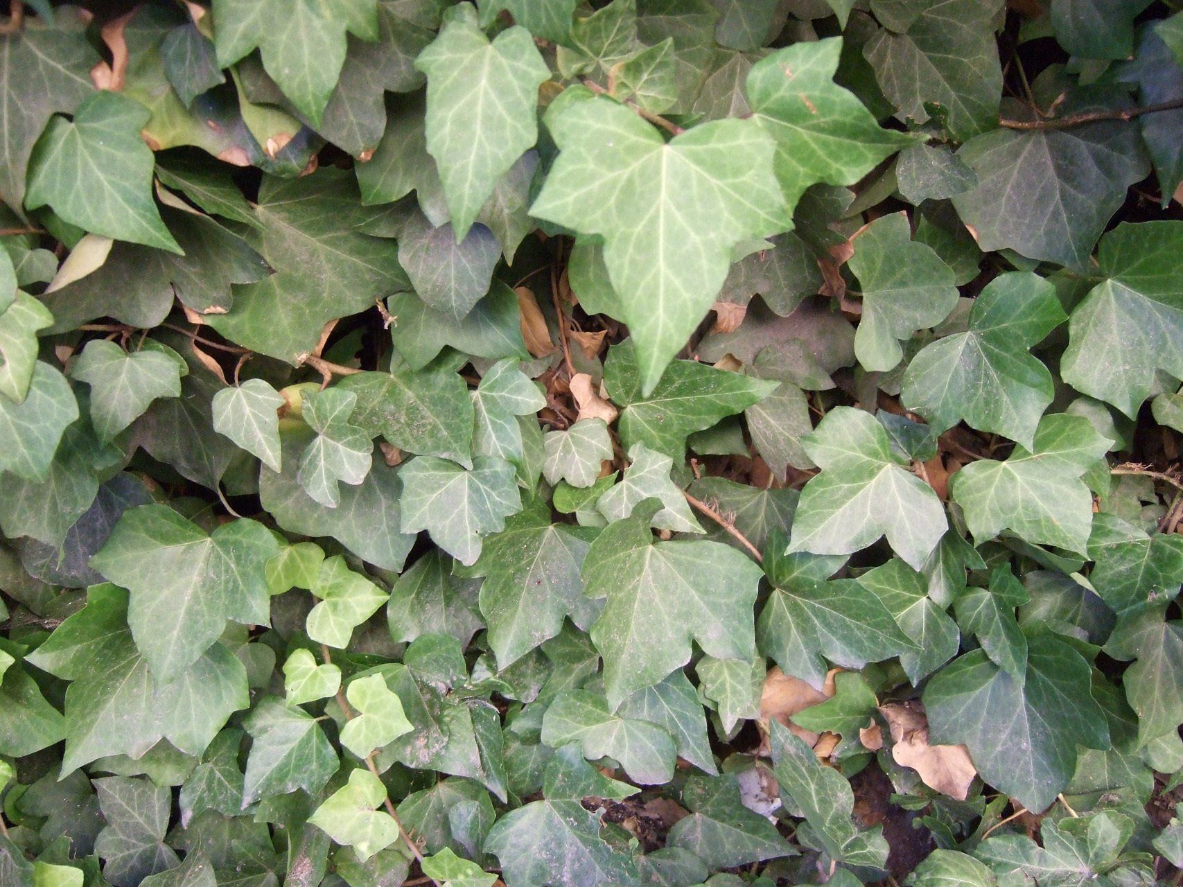 Hedera var. baltica Baltijas efeja