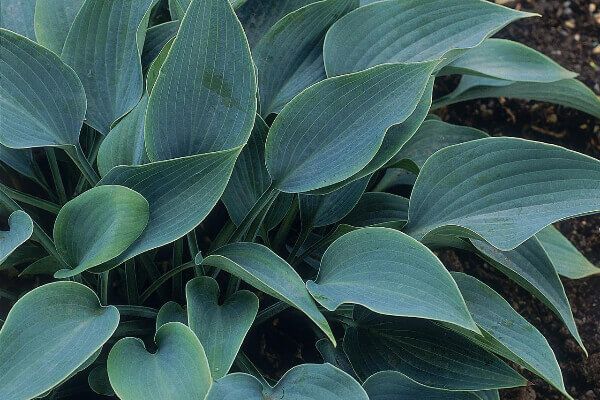 Hostas