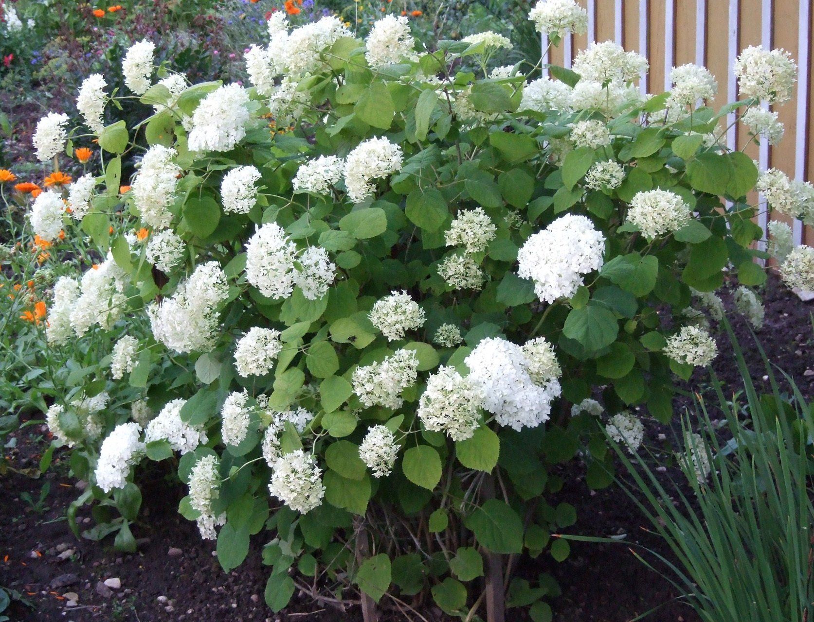 Hydrangea arborescens Grandiflora Kokveida  hortenzija