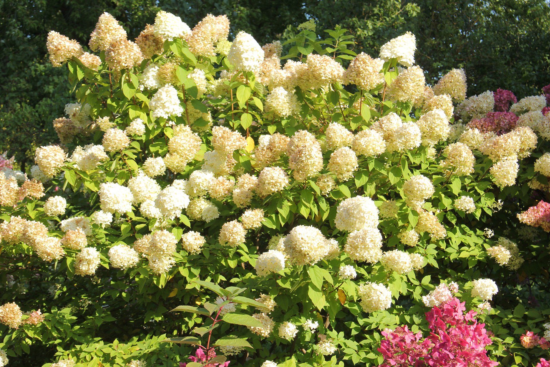 Hydrangea paniculata 'Limelight' Skarainā hortenzija