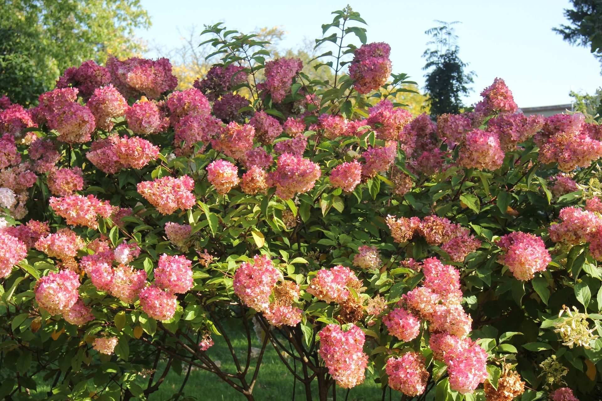 Hydrangea paniculata 'Vanilla Fraise' Skarainā hortenzija